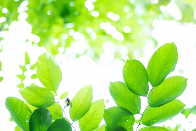 Leaved green natural background.