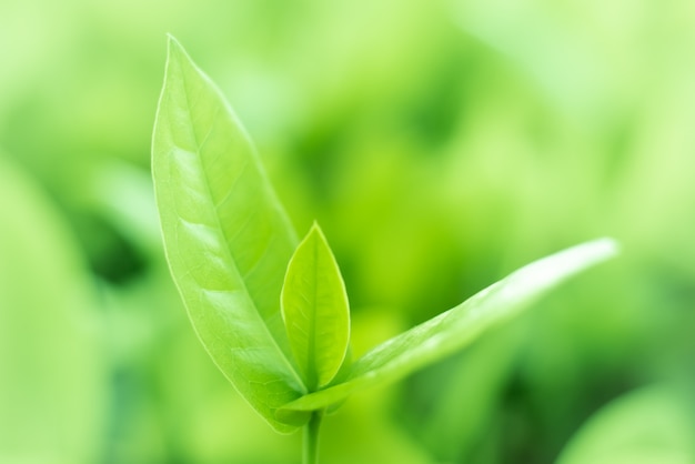 Leaved green nature background.