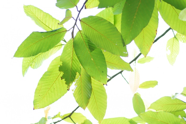 Leaved green nature background.