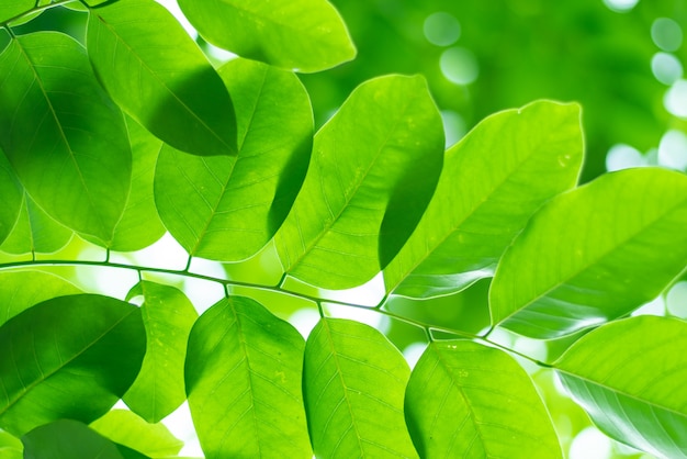 Leaved groene natuurlijke achtergrond.