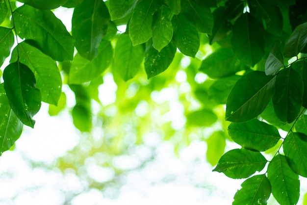 Leaved groene natuurlijke achtergrond.