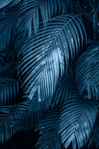 Leaves abstract palm tropical leaves colorful flower on dark tropical foliage nature