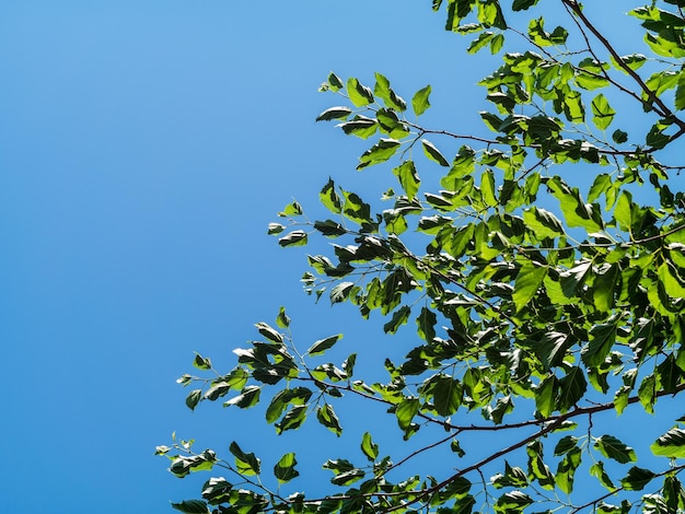 leaves against blue sky