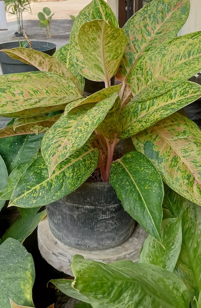 The leaves of the Aglaonema plant