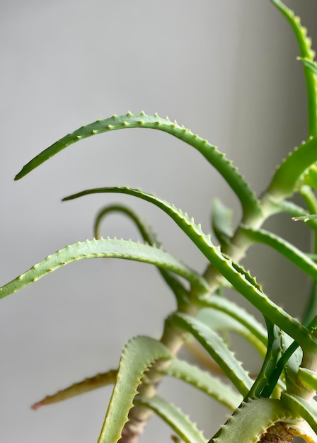 Leaves of aloe arborescens on a white background Medicinal houseplant