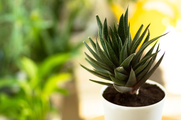 カラフルな背景の上の鍋にアロエ植物の葉