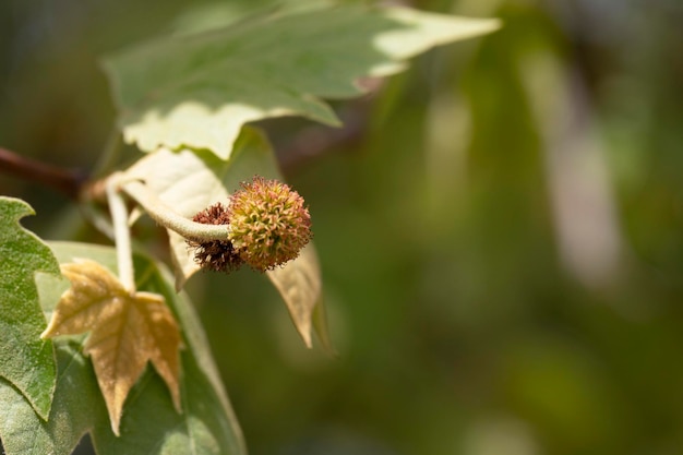 写真 platanus occidentalisの葉と果実 アメリカン・シコモアとも呼ばれる プラタナス・オクシデンタリスの葉と実 アメリカン-シコモアーとも呼ばれる