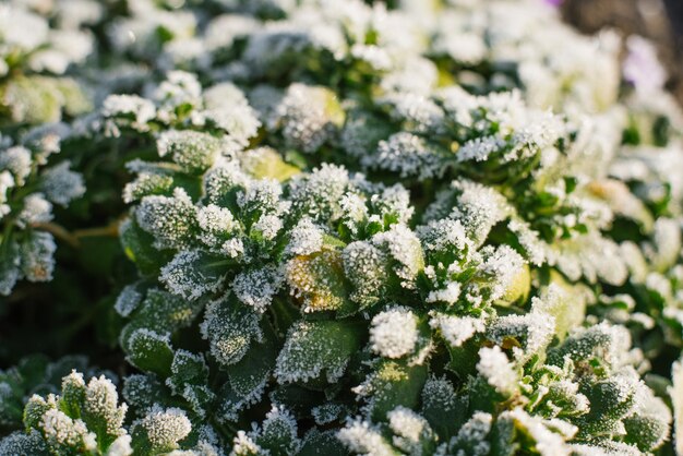 Leaves are Aubrieta covered with the first frost Natural background