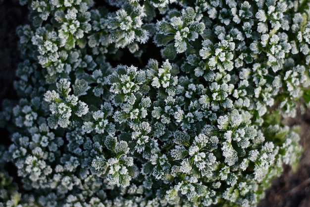 잎은 첫 번째 서리 자연 배경으로 덮인 Aubrieta입니다.