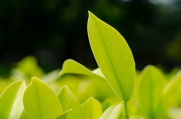 The leaves are not green, the pattern is blurred.