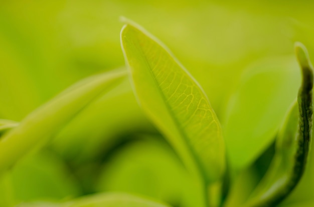 The leaves are not green, the pattern is blurred.