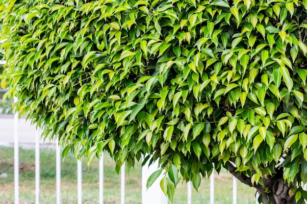 Le foglie sono verdi.