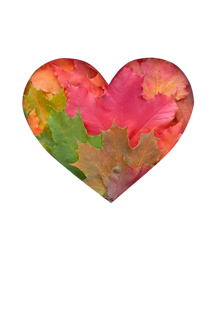 Photo leaves are heart shaped on white