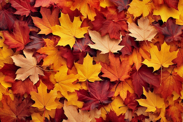 leaves are laid out