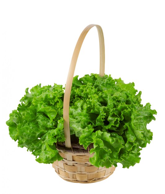 The leaves are succulent green salad in a basket isolated