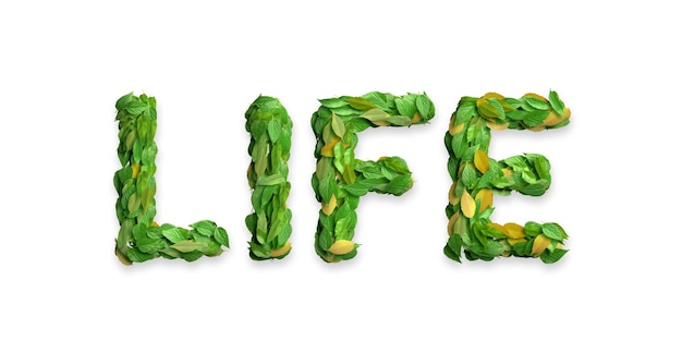 Leaves arranged in the word LIFE