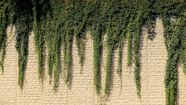 花の草の自然の背景の質感として葉