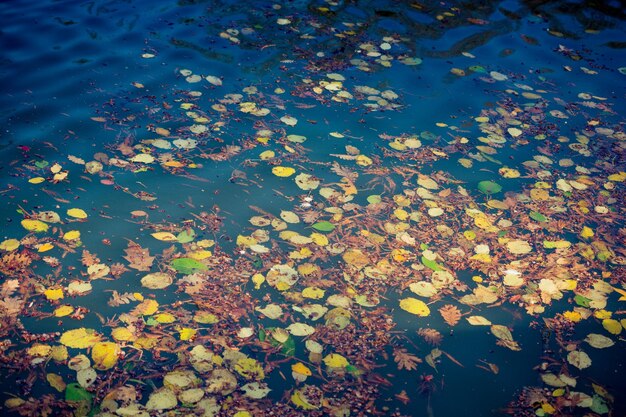 Leaves as floral nature background of Autumn Fall concept