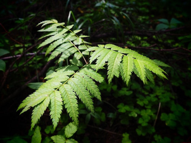 Photo the leaves of the ash tree beautiful bright green leaves of the ash tree ordinary counter lighting summer forest and undergrowth