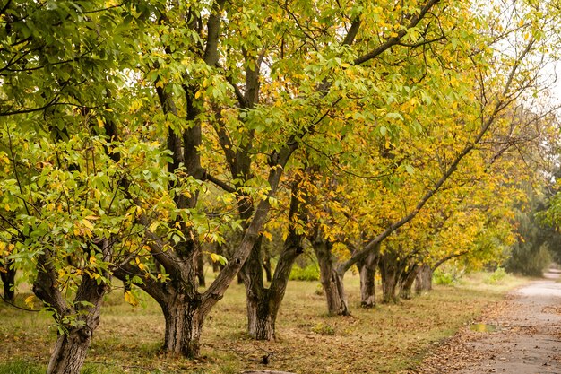 leaves in autumn forest at sunny weather