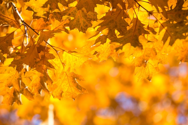 Leaves in autumn