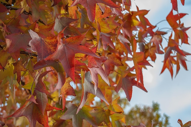 秋の紅葉