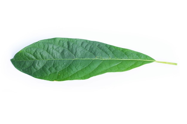 アボカドの木の葉。白に分離された緑の葉。
