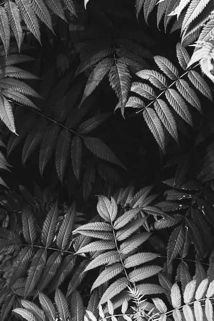 листья фон в черно-белом