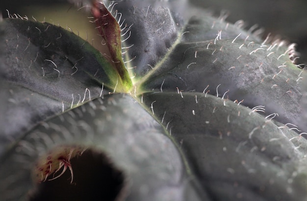 Foto sfondo di foglie sfondo della natura