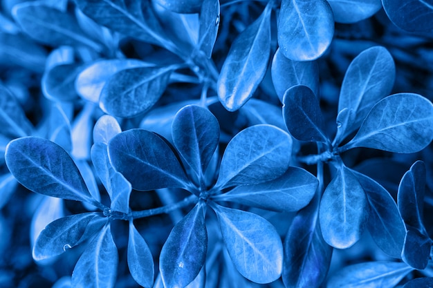 Leaves background toned to classic blue color - color of the year 2020 .