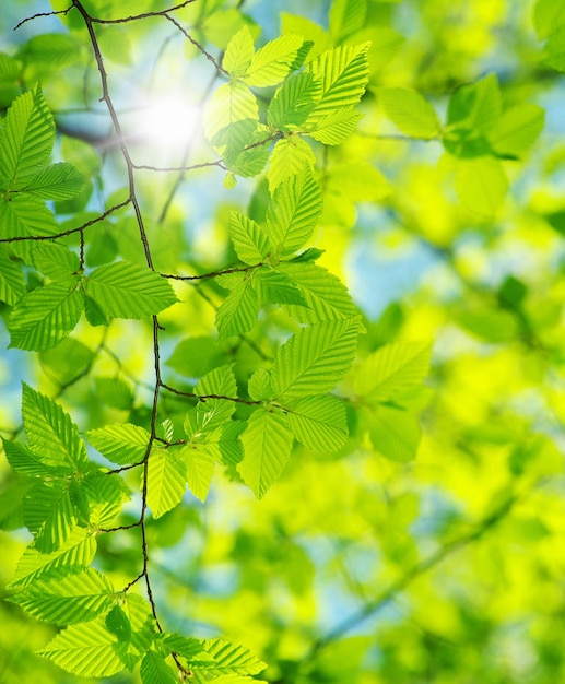 Leaves backgrounds