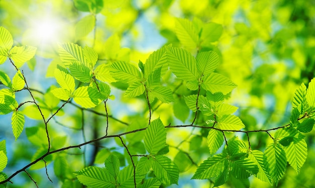 Leaves backgrounds