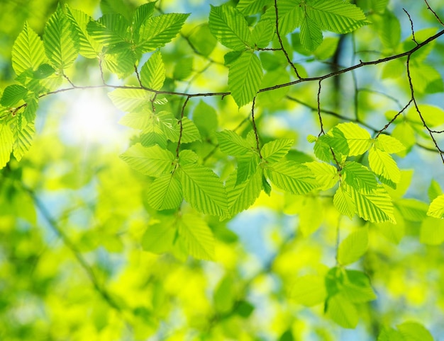 Leaves backgrounds