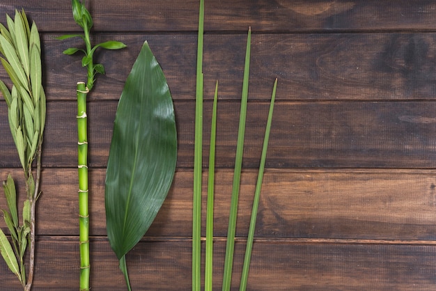 Leaves and bamboo twig on table