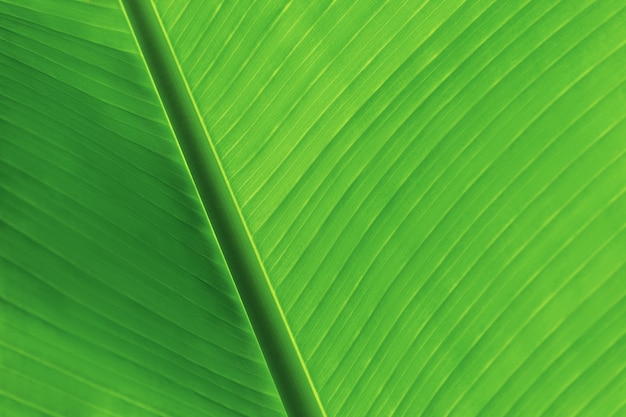 The leaves of the banana tree textured abstract background