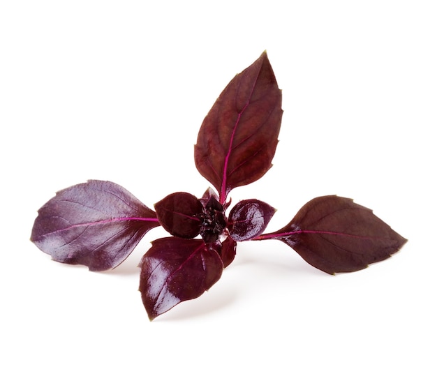 Leaves of basil on a white background