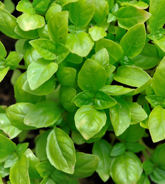 Leaves of basil