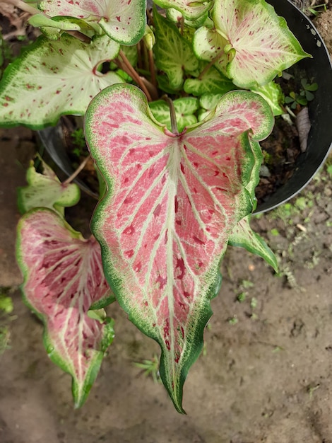 美しいカラジウム観葉植物の葉