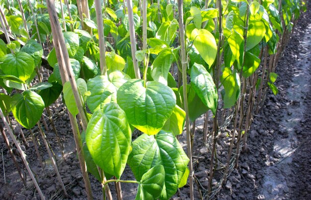 Photo leaves of betel tree or betel