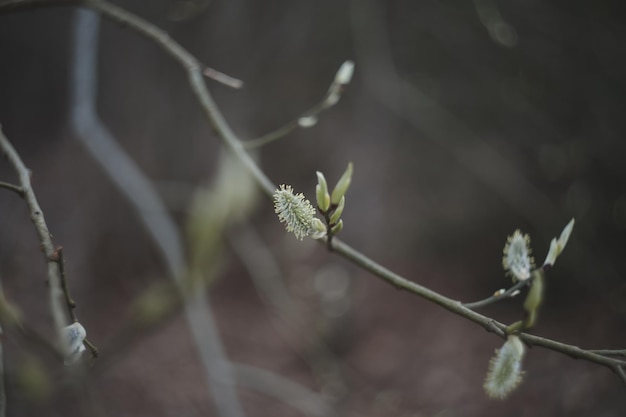 Листья цветут на ветвях весной Природа фон Весенние обои крупным планом