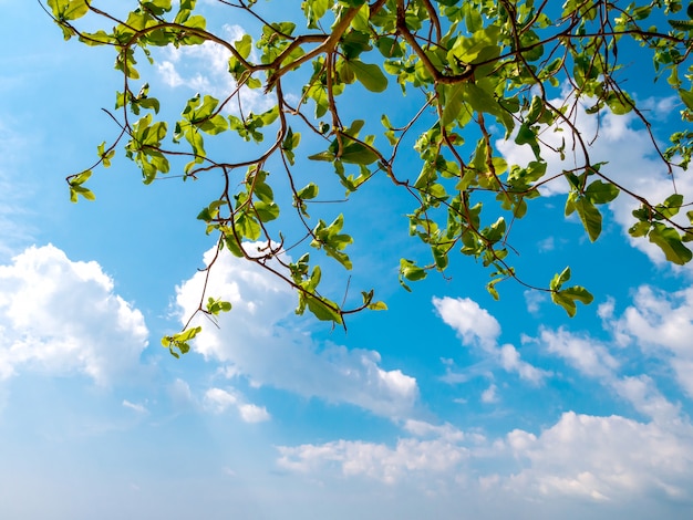 Leaves and Blue sky