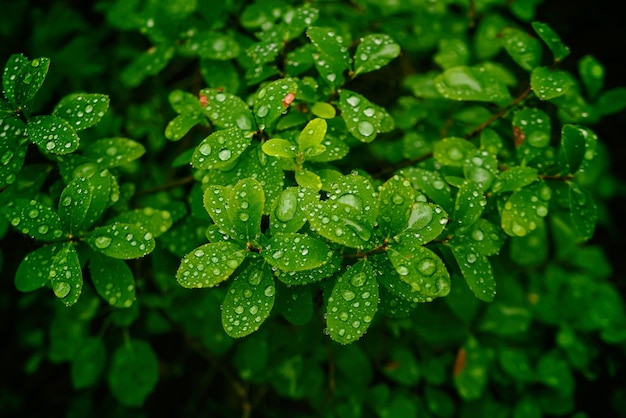 Leaves of a blueberry