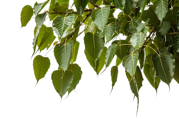 Lascia l'albero della bodhi in una giornata piovosa.