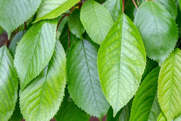 Leaves on a branch of fruit tree cherry