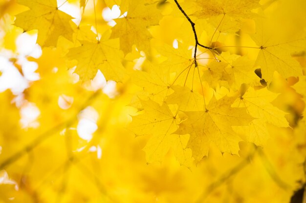 Leaves on the branches in the autumn forest