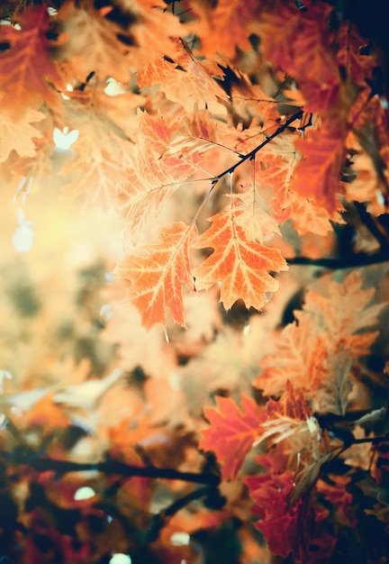 Leaves on the branches in the autumn forest