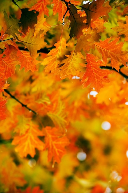 Leaves on the branches in the autumn forest