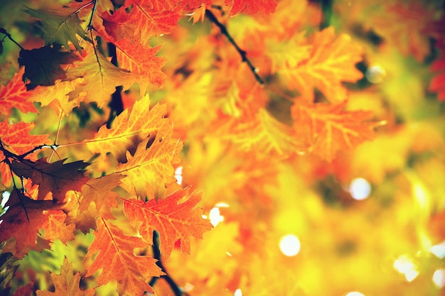 Leaves on the branches in the autumn forest