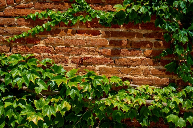 Leaves on brick wall for wallpaper.