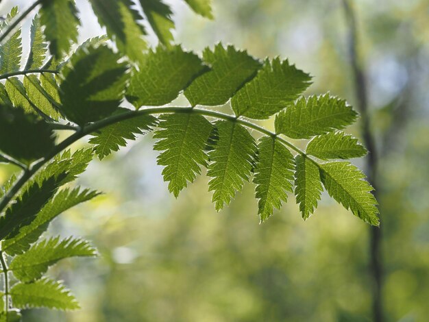 leaves in the bright spring sun